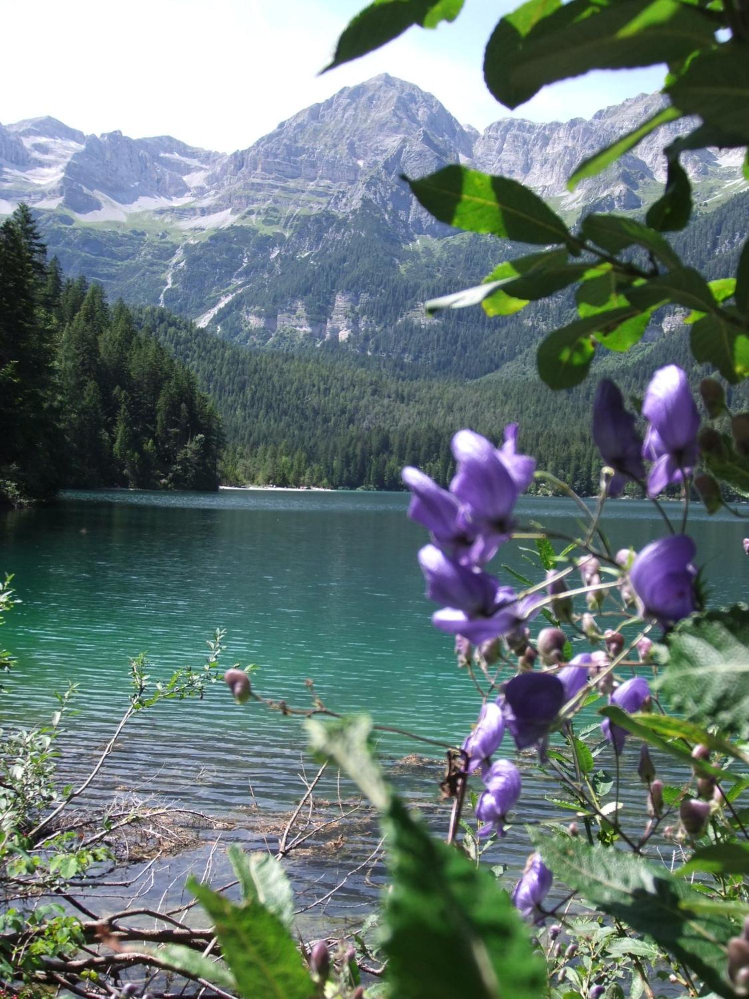 Active Hotel Monte Giner Mezzana  Dış mekan fotoğraf